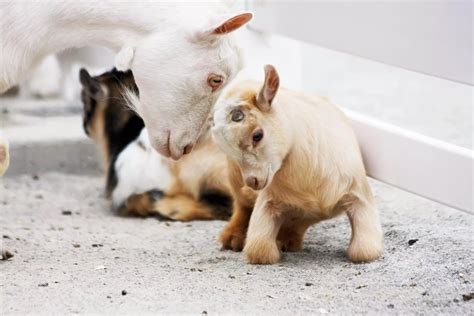Can Baby Goats Be House Trained What You Need To Know