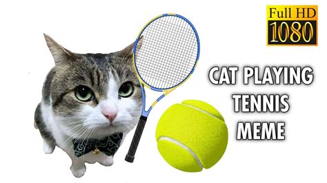 Cat Playing Tennis Meme Full Hd 60fps Youtube