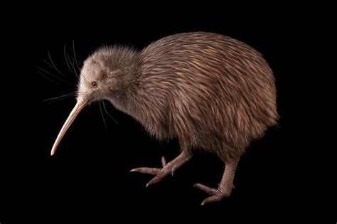 New Zealands Iconic Kiwi Birds May Be Losing Their Sight New Scientist
