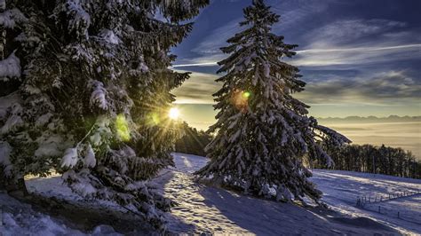Snowy Pine Tree In The Sunrise Wallpaper Backiee