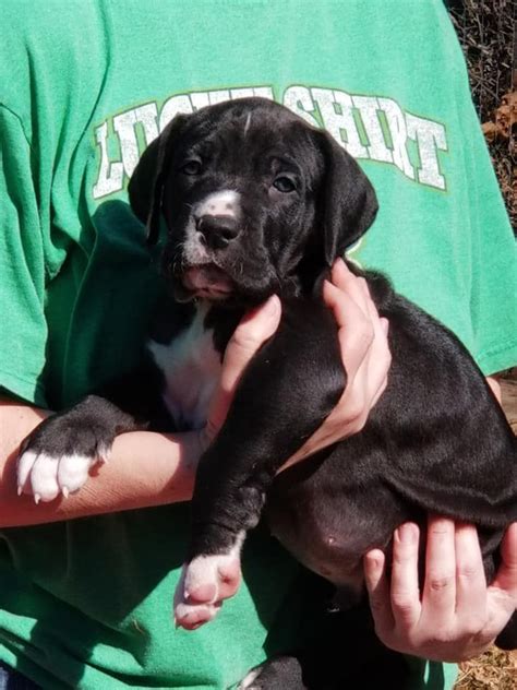 Soulful Great Danes Great Dane Puppies For Sale Born On 02242020