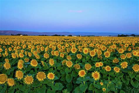 Sunrise Sunflower Field 2 Photograph By Lynn Hopwood Fine Art America