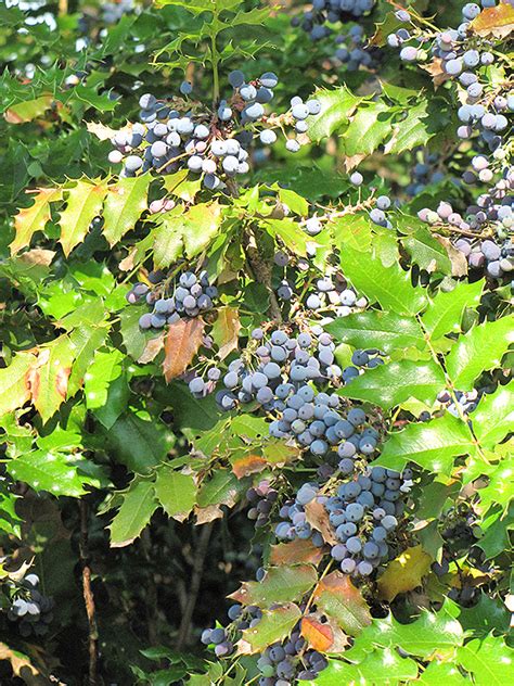 Oregon Grape Mahonia Aquifolium In Denver Arvada Wheat Ridge Golden