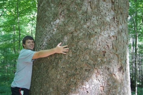 The Joyce Kilmer Memorial Forest In North Carolina Has