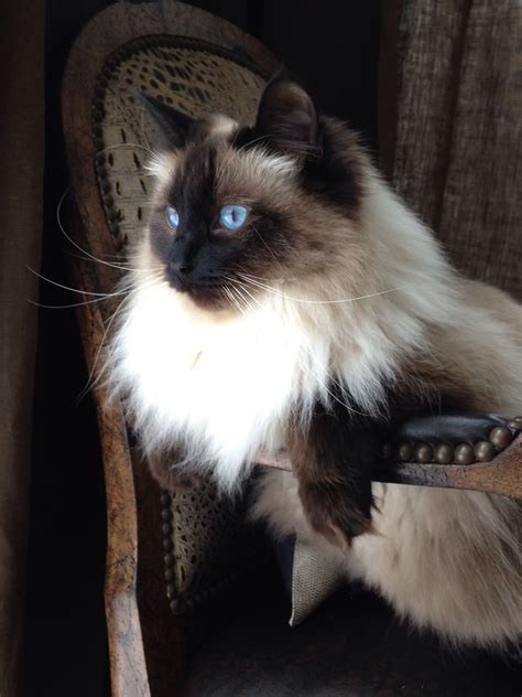 Himalayan Siamese Cat Names All Things About Pets