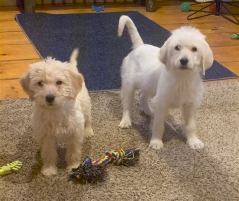 You'll love this fluffy, adorable hybrid breed. Goldendoodle puppy dog for sale in East Palestine, Ohio