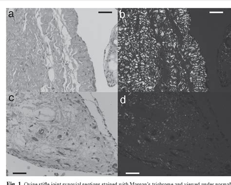 Figure 1 From Synovial Pathology In An Ovine Model Of Osteoarthritis