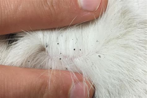 How To Spot Flea Droppings On Your Cat Munchkin Kitten Store