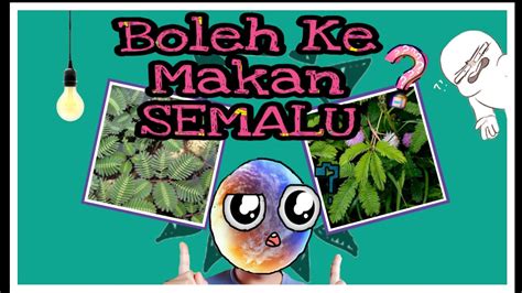 Check 'pokok semalu' translations into english. Boleh Ke Makan Pokok Semalu? Biar Betul?! - YouTube
