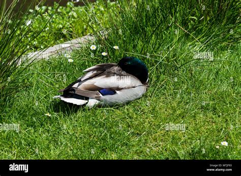 A Mallard Duck Anas Platyrhynchos Drake Sleeping Stock Photo Alamy