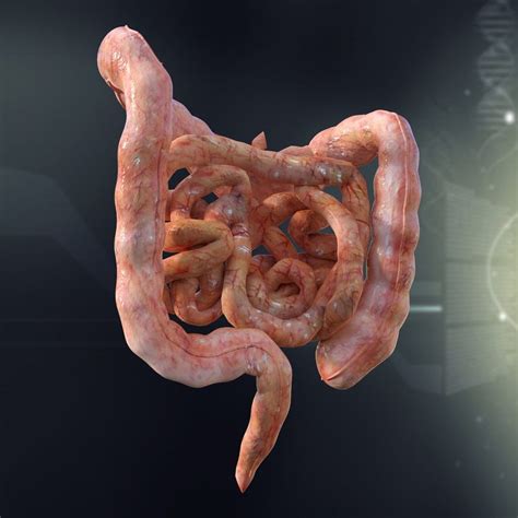 Human Intestines Anatomy 3d Model