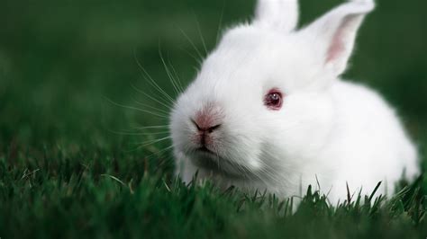 Cute Rabbit Hd Animals 4k Wallpapers Images Backgrounds Photos And