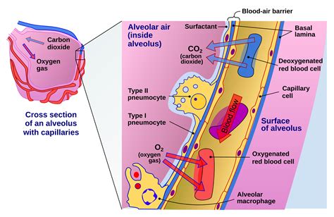 Oxygen Multistep Therapy Overview