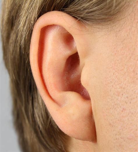 What Is Ear Cartilage With Pictures