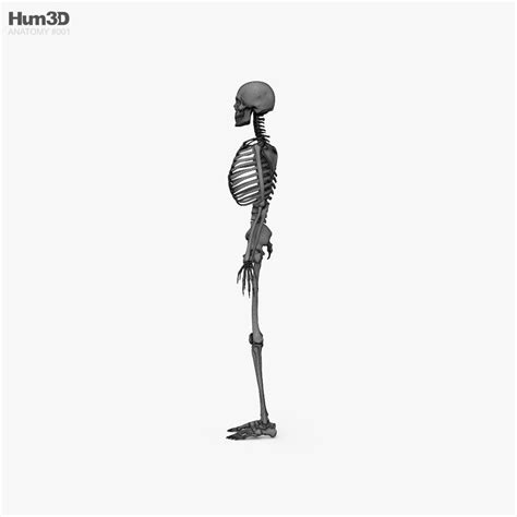 人类男性骨架 3d模型 人体解剖学 On Hum3d