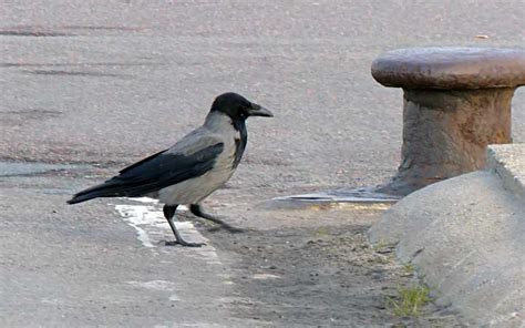 13 Surprisingly Weird Reasons Why Crows And Ravens Are The Best Birds