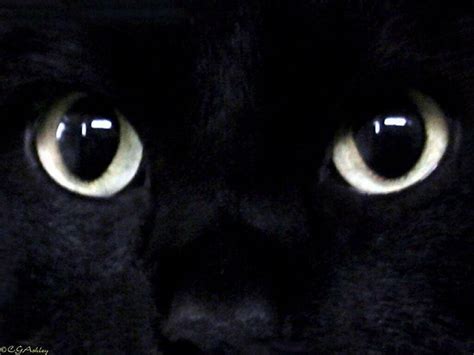 48 Black Cat Screensavers And Wallpaper