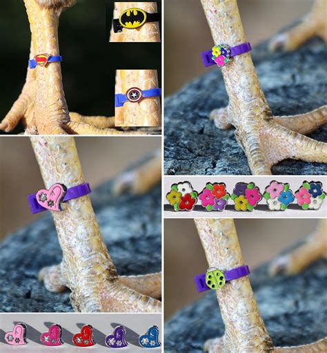 This easy sew ankle holder keeps your fitness tracker where your step count will be the most accurate. Chicken Charm Poultry Leg Bands | Home Design, Garden & Architecture Blog Magazine