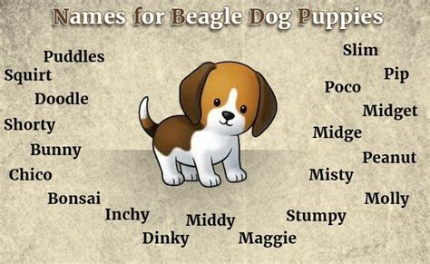 Beagle Puppy Temperament Care And Grooming Tips Petmoo