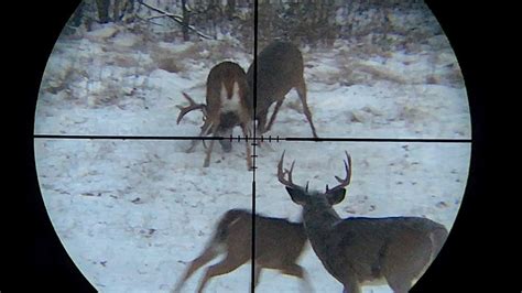 Very Aggressive Whitetail Buck Fight Through Hunting Scope Using