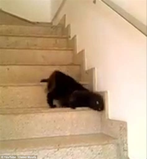 Cat Video Of Feline Who Thinks Its A Snake Slithering Down Stairs On