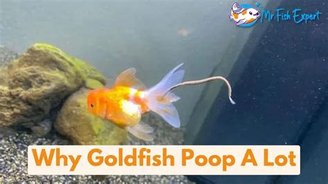 Do Goldfish Poop A Lot Infection Overfeeding