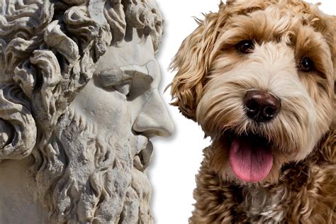 50 Greek God Names For Male Dogs Hey Djangles