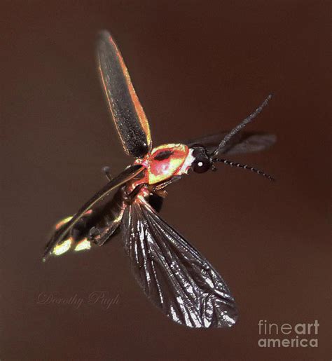 Firefly In Flight Photograph By Dorothy Pugh Pixels