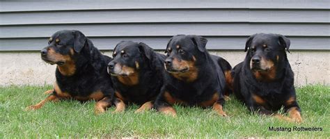 High quality, farm raised rottweiler puppies from our family to yours. Welcome To Mustang Rottweilers