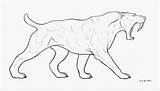 Tiger Tooth Saber Draw Cat Clipart Clipartkey sketch template