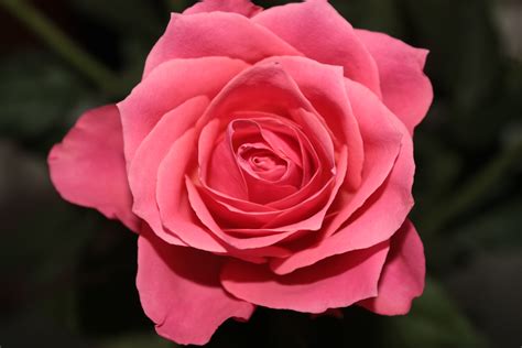 Free Images Flower Petal Pink Rose Floribunda Macro Photography