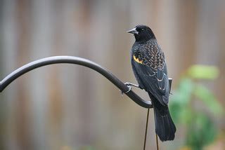 Females are a subdued, streaky brown, almost like a large, dark sparrow. Immature Red-Winged Blackbird | joel8x | Flickr