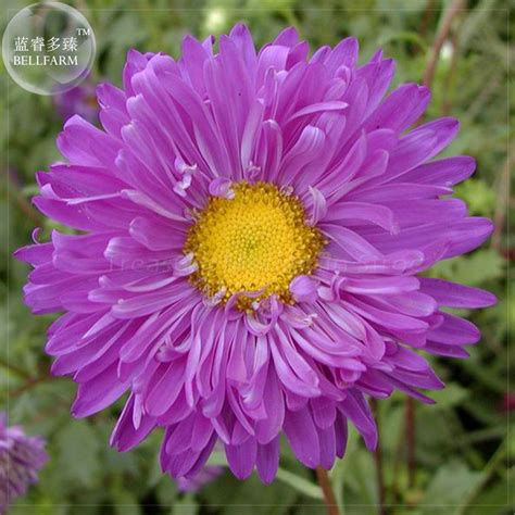 Callistephus Chinensis 200pcs Purple China Aster Seeds Professional