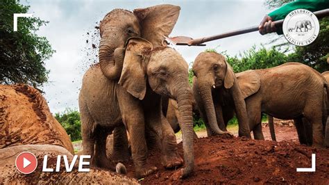 Orphaned Baby Elephants Enjoying A Milk Feed 8th July 2020