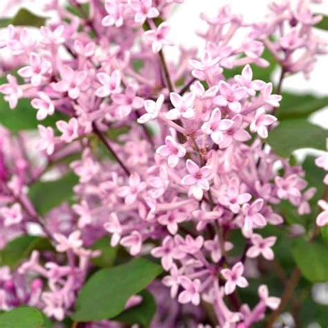 Buy Repeat Flowering Lilac Syringa Bloomerang Pink Perfume Pink