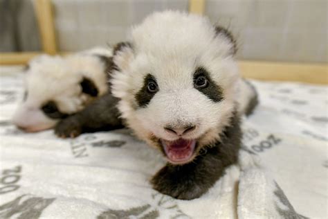 Berlin Zoo Releases New Photos Of Baby Panda Twins