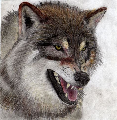 Angry Wolf Drawing Angry Wolf Wolf Face Wolf Drawing