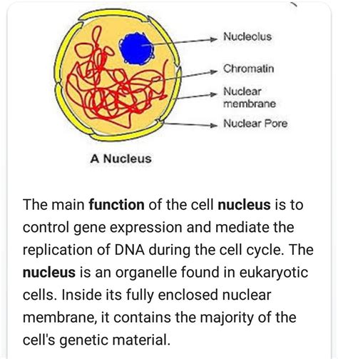 Nucleus Morphology Function