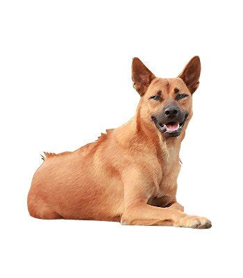 breeds dogs thai ridgeback petpremium