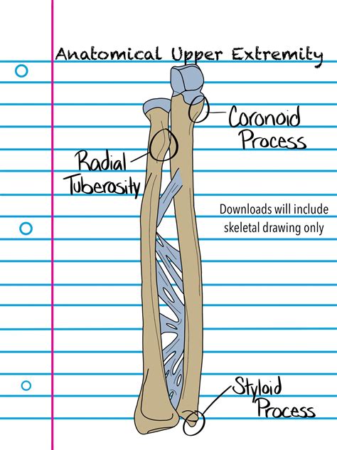 Anatomical Skeleton Coloring Sheet Upper Limb Ph