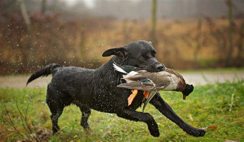 11 Dog Breeds For Duck Hunting The Hip Chick