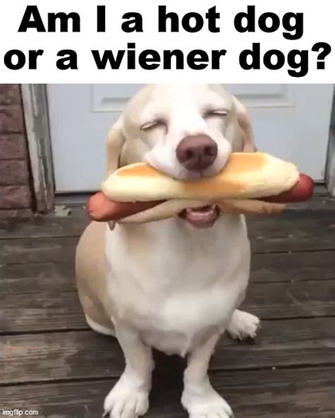 Top 91 Images Show Me A Picture Of A Wiener Updated