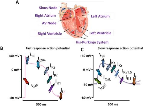 Components Of The Cardiac Conduction System