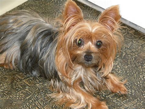 Yorkie With Super Cute Face Yorkshireterrier Yorkshire Terrier