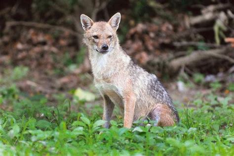 Citizen jackal - Livemint