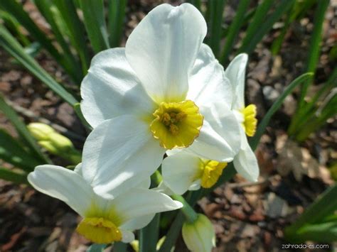 Narcis Narcissus Aspasia Květy Květenství Zahrada