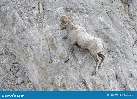 Bighorn Sheep Ram Standing On Cliff Stock Image Image Of Action
