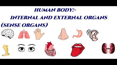 Organs Of The Body External And Internal Organs Grade 3 Icse Board