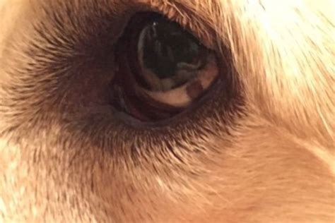 Dark Spot In The Dogs Eye 4 Reasons And What To Do 2023