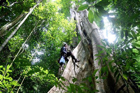 The Science Of Sustainability Researchers Supporting Forest